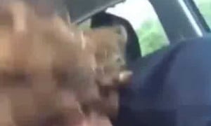 Bbynessaxo/Bbynessa New Video Blowjob In Car -  Video